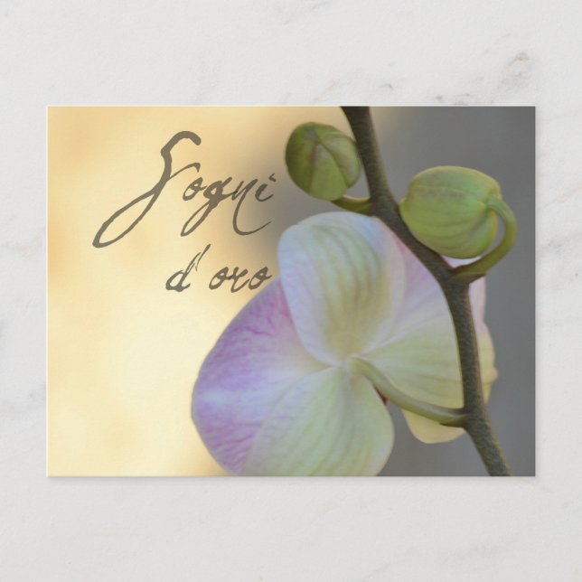 Sogni D'oro (süße Träume) Orchid Postkarte (Vorderseite)