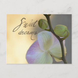 Sogni D'oro (süße Träume) Orchid Postkarte