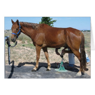 Soin de sabot de maréchal-ferrant de cheval de TW