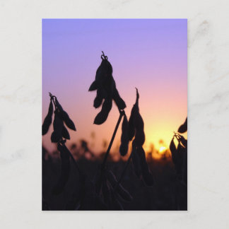 Sojabohnen bei Sonnenuntergang Postkarte