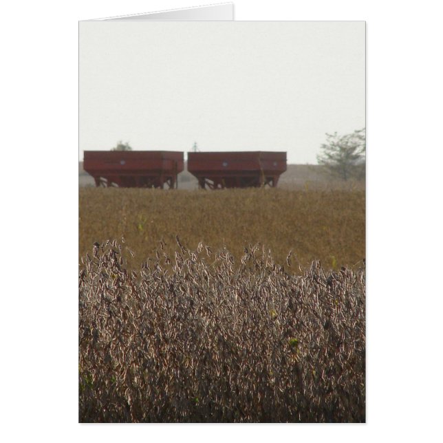 Sojabohnen-Ernte Time (Vorne)