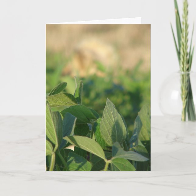 Sojabohnen Karte (Vorderseite)