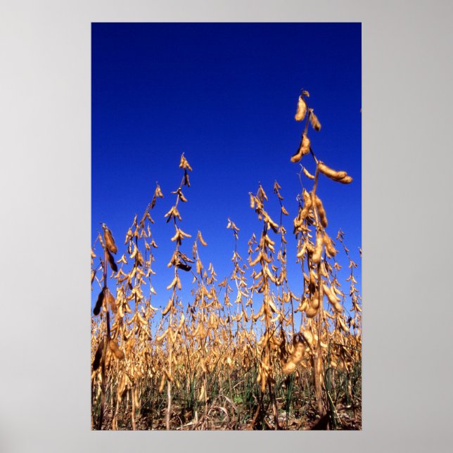 Sojabohnen Poster (Vorne)