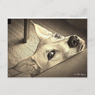 Sokka Davis Postcard Postkarte