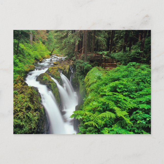 Sol Duc Falls in Olympic National Park Postkarte (Vorderseite)