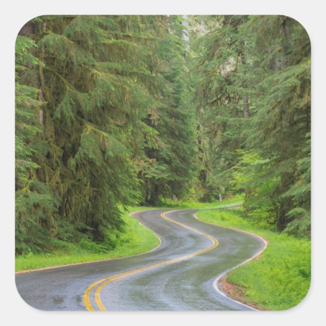 Sol Duc River Road durch Wald Quadratischer Aufkleber (Vorderseite)