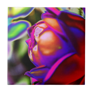 Solarized Rose by Shirley Taylor Fliese