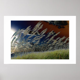 Solarized Seehaferbild auf Florida-Strand Poster