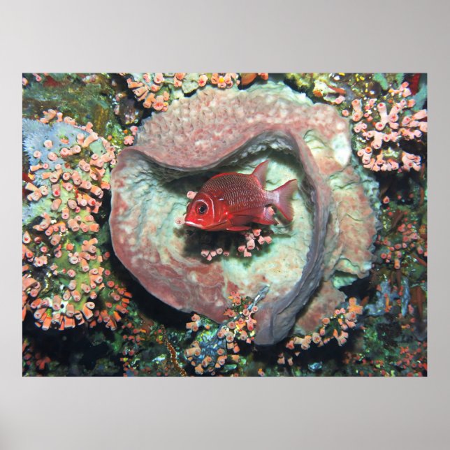 Soldfierfish im Herzen Poster (Vorne)