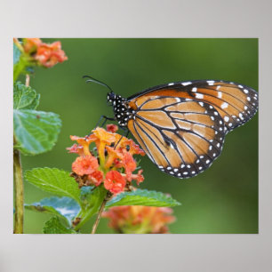 Soldier (Danaus eresimus) Schmetterling beim Fress Poster