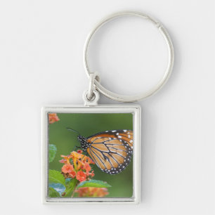 Soldier (Danaus eresimus) Schmetterling beim Fress Schlüsselanhänger