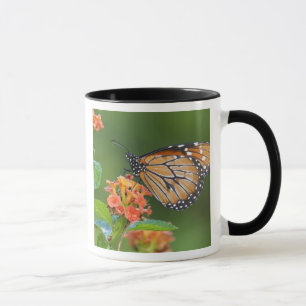 Soldier (Danaus eresimus) Schmetterling beim Fress Tasse