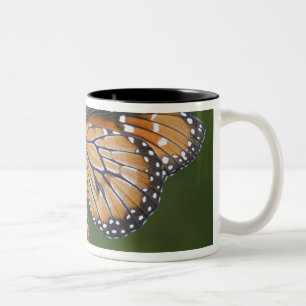Soldier (Danaus eresimus) Schmetterling beim Fress Zweifarbige Tasse