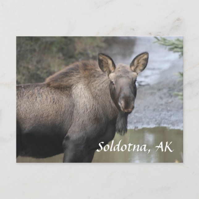 , Soldotna, AK Postkarte (Vorderseite)