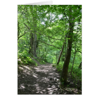 Soleil À Travers Les Arbres