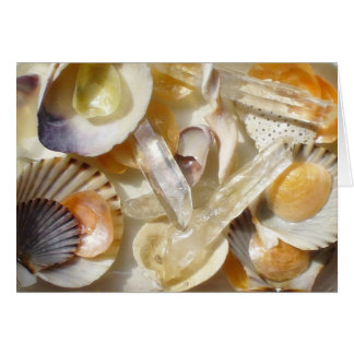soleil coquillage
