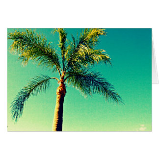 Soleil Floride Palm Tree Sky Picture