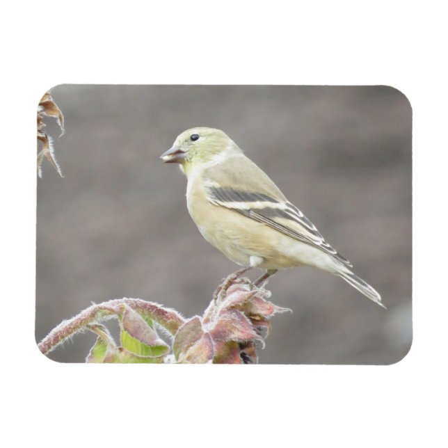 Soleil Goldfinch et Magnet de tournesol (Horizontal)