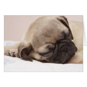 Solid schlafender Welpe