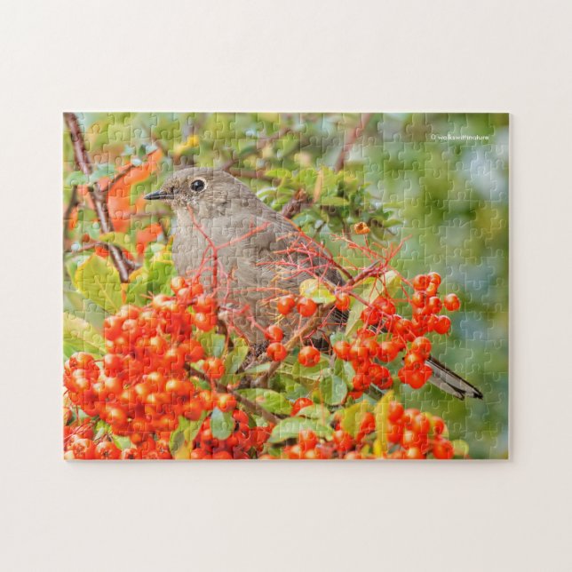Solitaire Songbird von Townsend auf der Pyracantha (Horizontal)