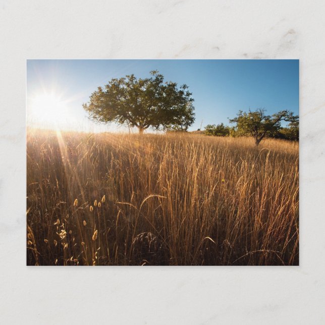 Solitärbaum auf der Wiese Postkarte (Vorderseite)