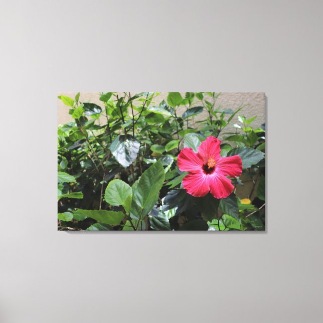 Solitärroter Hibiskus Leinwanddruck (Vorderseite)
