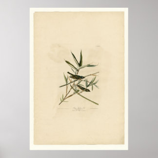 Solitary Flycatcher oder Vireo Poster