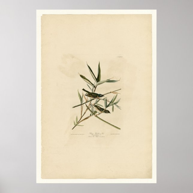 Solitary Flycatcher oder Vireo Poster (Vorne)