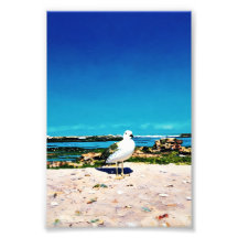 Solitary Gull