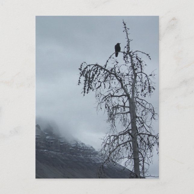 Solitary Raven Postkarte (Vorderseite)