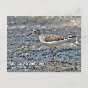 Solitary Sandpiper Postcard Postkarte