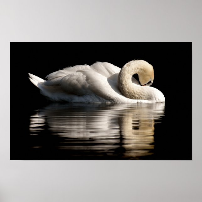 Solitary Swan Poster (Vorne)