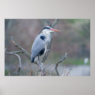 Solitary Watcher Gray Heron Poster