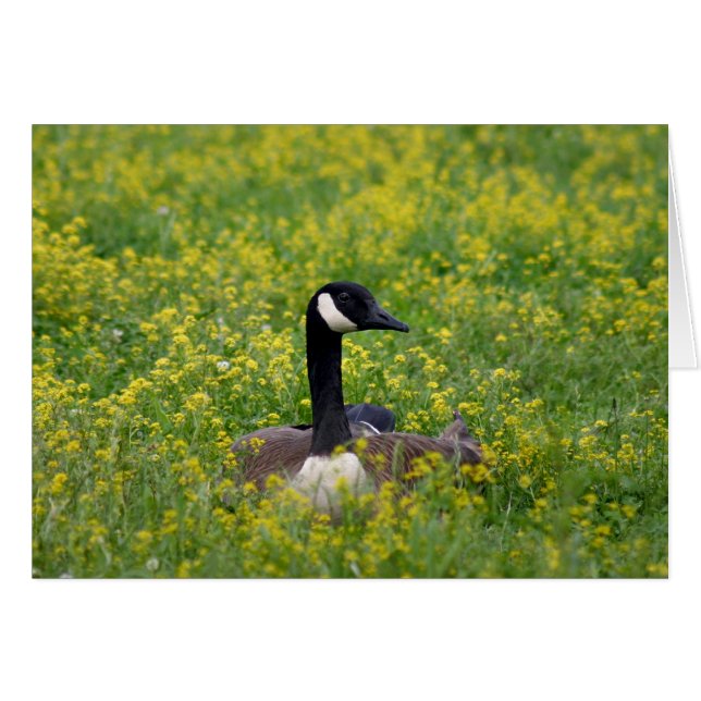 solitude (Devant horizontal)
