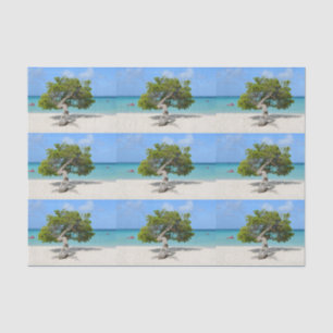 Solo- Divi Divi Baum in Aruba Seidenpapier