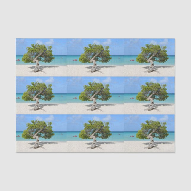 Solo- Divi Divi Baum in Aruba Seidenpapier (Vorderseite)