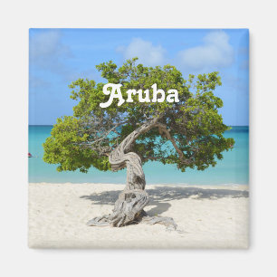 Solo Divi Tree in Aruba Magnet