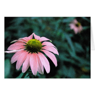 Solo- Echinacea