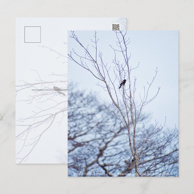 Soloist Postkarte (Vorne/Hinten)