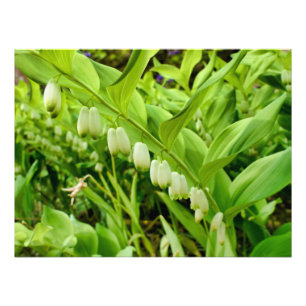 Solomons-Siegel Fotodruck