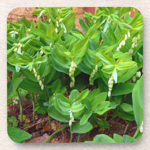 Solomons-Siegel Getränkeuntersetzer