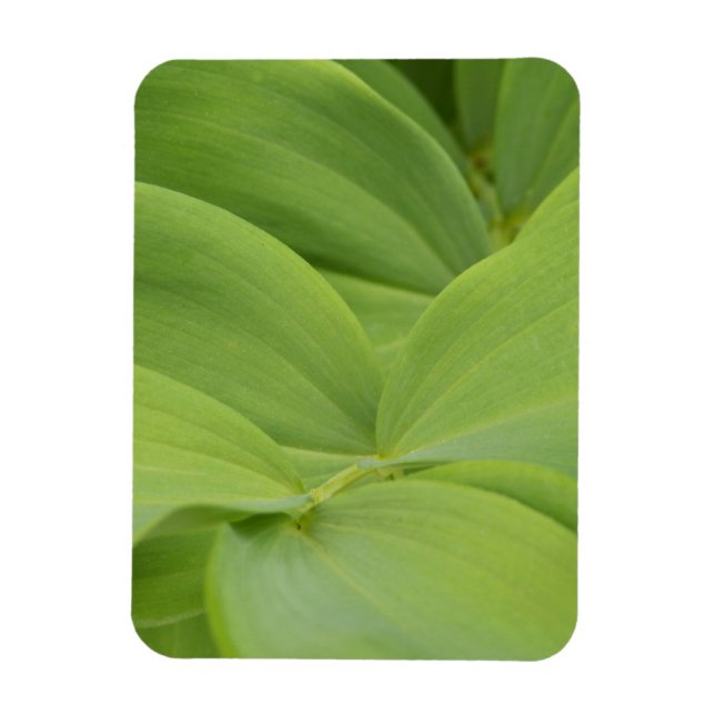 Solomons-Siegel Magnet (Vertikal)