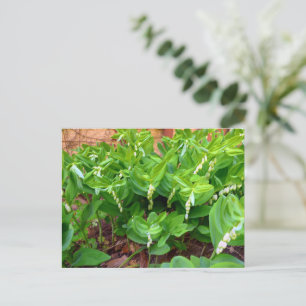 Solomons-Siegel Postkarte