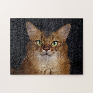 Somali Cat Foto Portrait