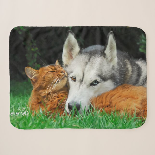 Somali Cat Siberian Husky Niedlich Friends Huddle  Sherpadecke (Vorderseite (Horizontal))
