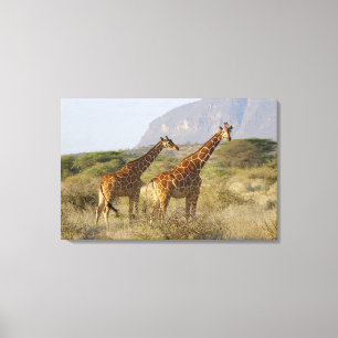 Somali Giraffe, retikulierte Giraffe, Giraffa Leinwanddruck