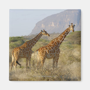 Somali Giraffe, retikulierte Giraffe, Giraffa Magnet