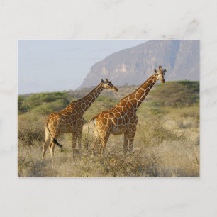 Somali Giraffe, retikulierte Giraffe, Giraffa Postkarte