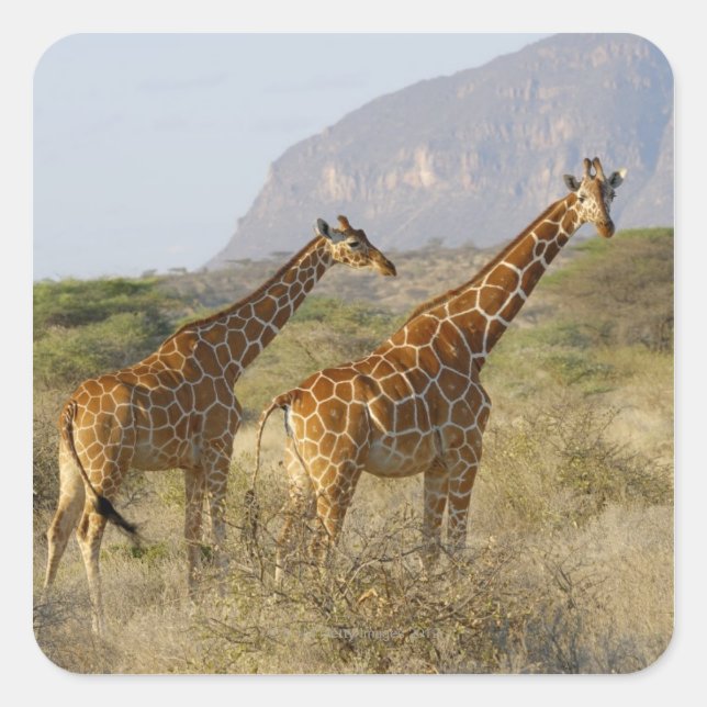 Somali Giraffe, retikulierte Giraffe, Giraffa Quadratischer Aufkleber (Vorderseite)
