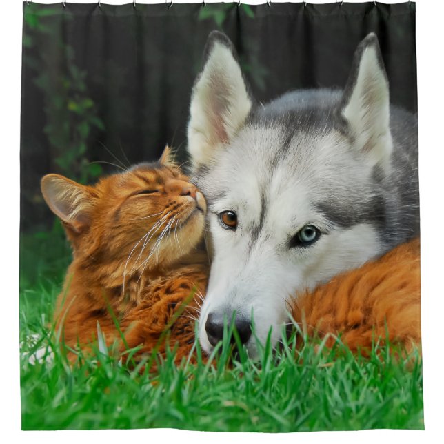 Somalische Katze niedliche Freunde sibirischen Duschvorhang (Vorderseite)